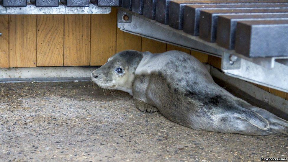 Seal pup rescued by RNLI