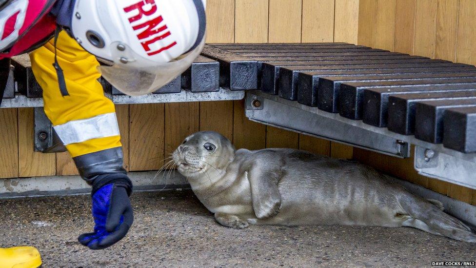 The Seal was taken in by the RNLI