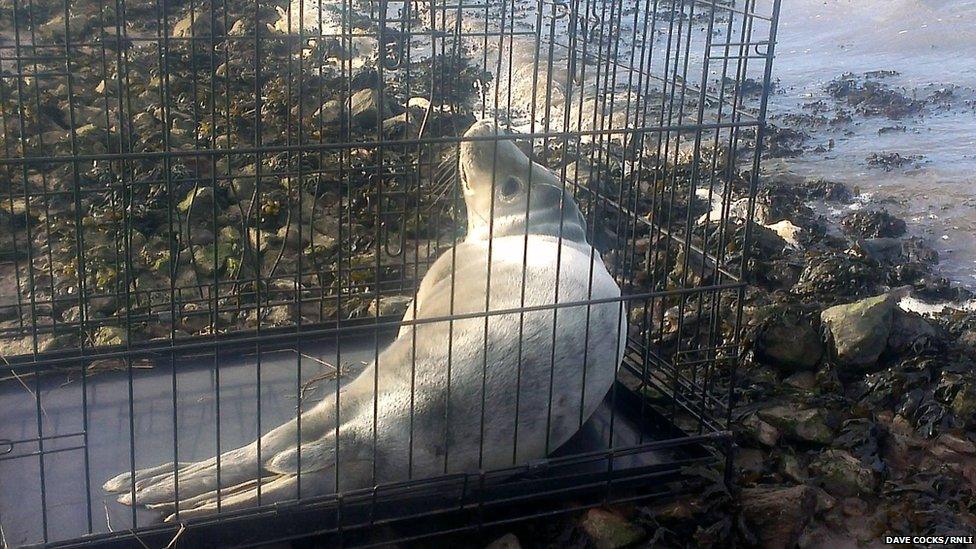 The grey seal was taken to the River Tees to be released.