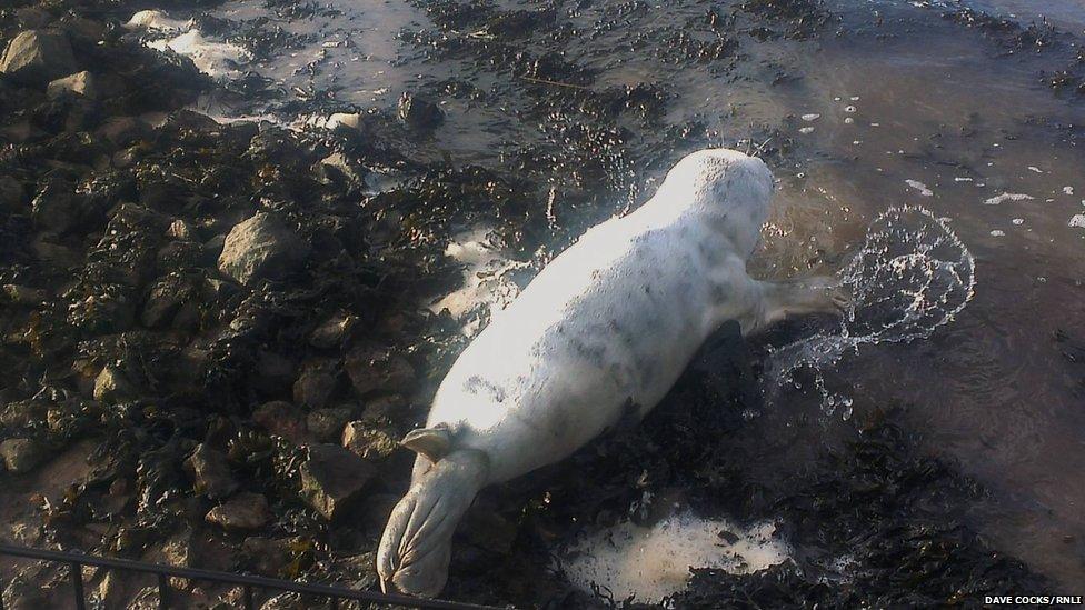 Baby seal is released into the wild.