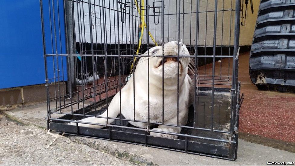 The seal pup settled in to the station.