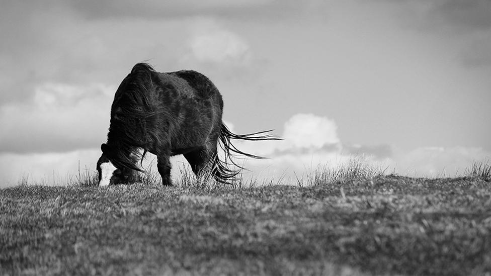 Pony grazing on top of Eglwysillian Mountain in Pontypridd