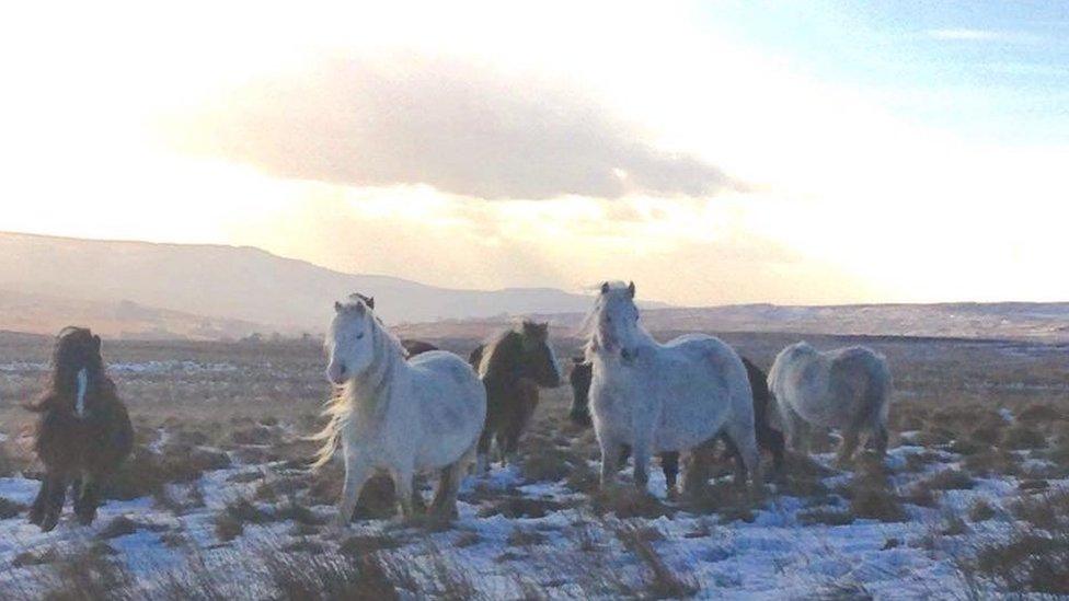 Wild ponies on the Brecon Beacons taken by Louise Kumar