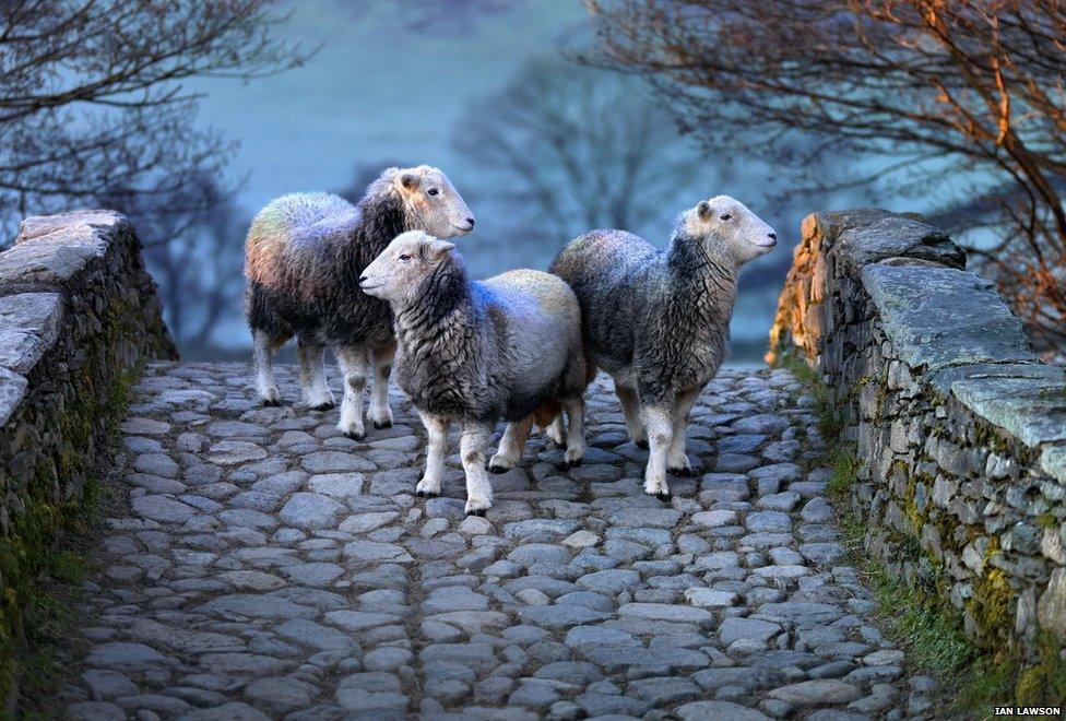 Herdwick sheep on bridge