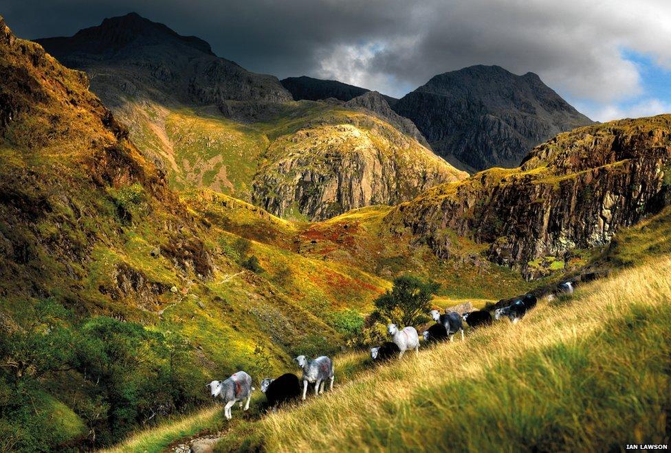 Herdwick sheep on fell