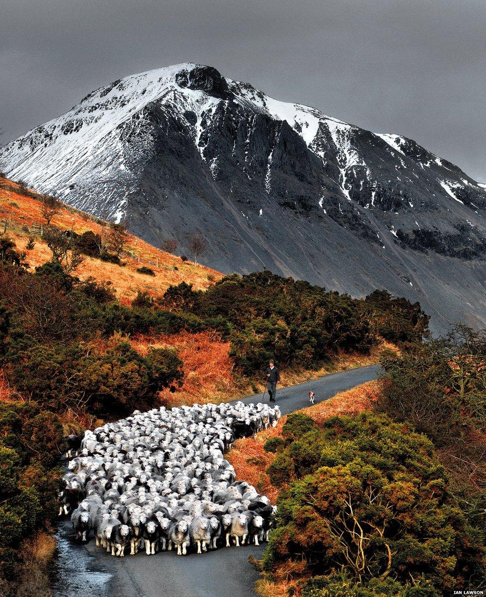 Herdwick sheep on fell