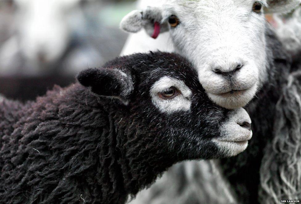 Herdwick sheep