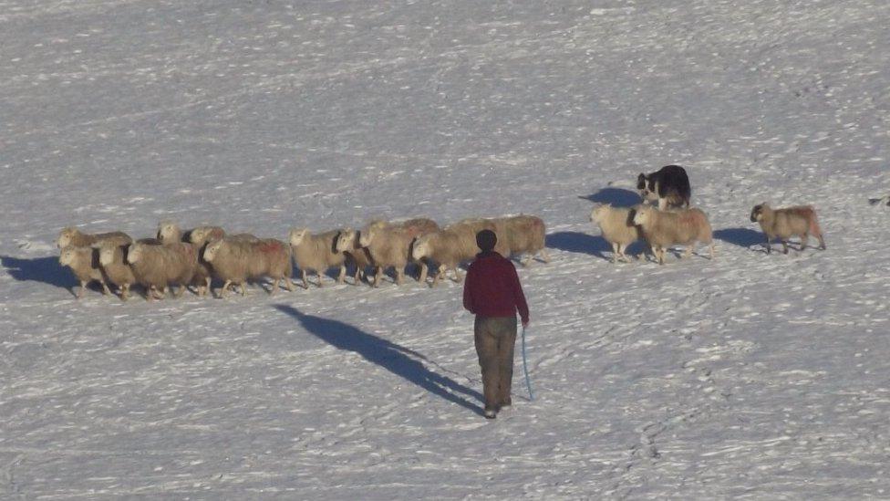 Sheep being rounded up in the snow off the Nine Arches Viaduct in Tredegar