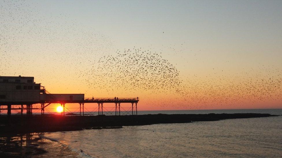 Starlings at Aberystwyth pier