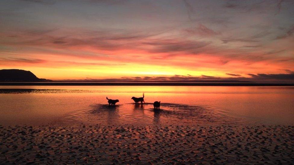 Dogs on Llandudno beach at sunset