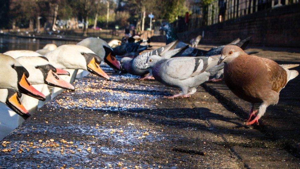 Swans and pigeons at Roath Park