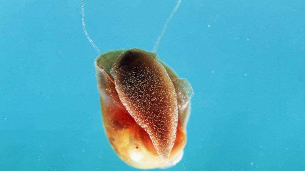 Schistosomiasis snail