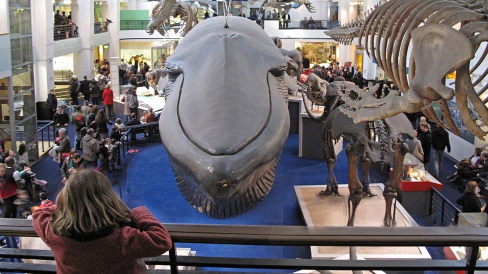 The model of the Blue Whale hanging in the Natural History Museum, London.