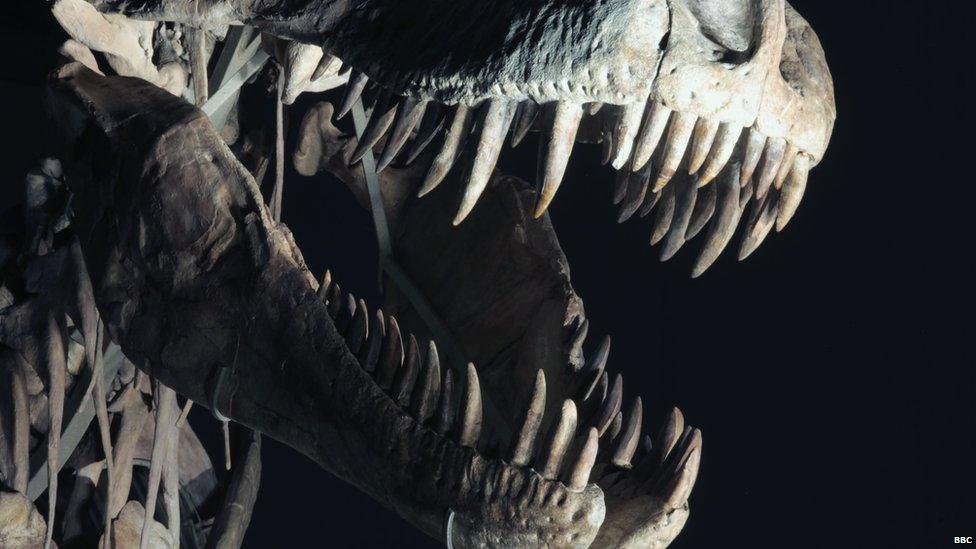 Skeleton picture from BBC Horizon : Dinosaurs The Hunt For Life