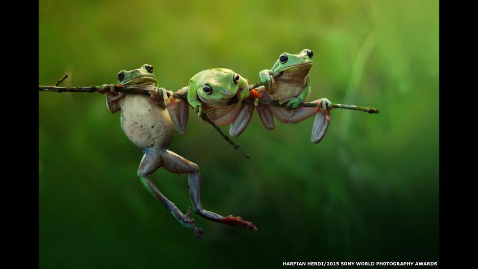 Image Name: Frog story