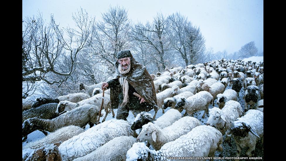 Shepherd in snow