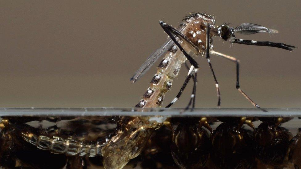 Aedes aegypti emerging from larval stage