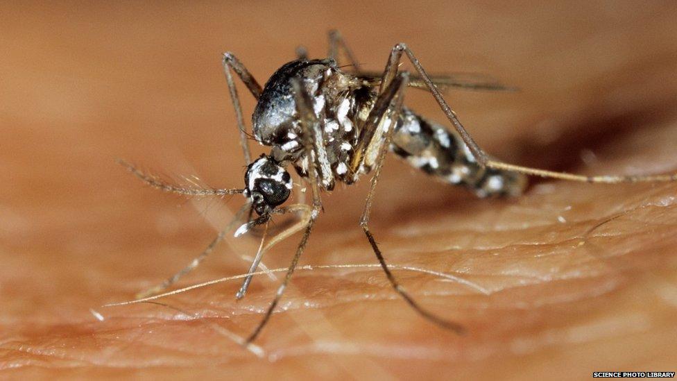 Asian tiger mosquito