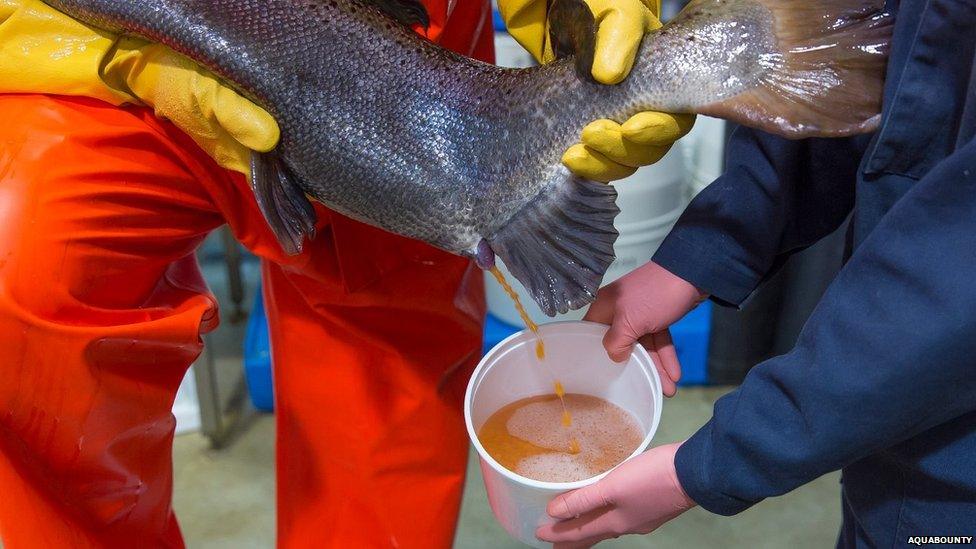 Gm salmon extruding eggs