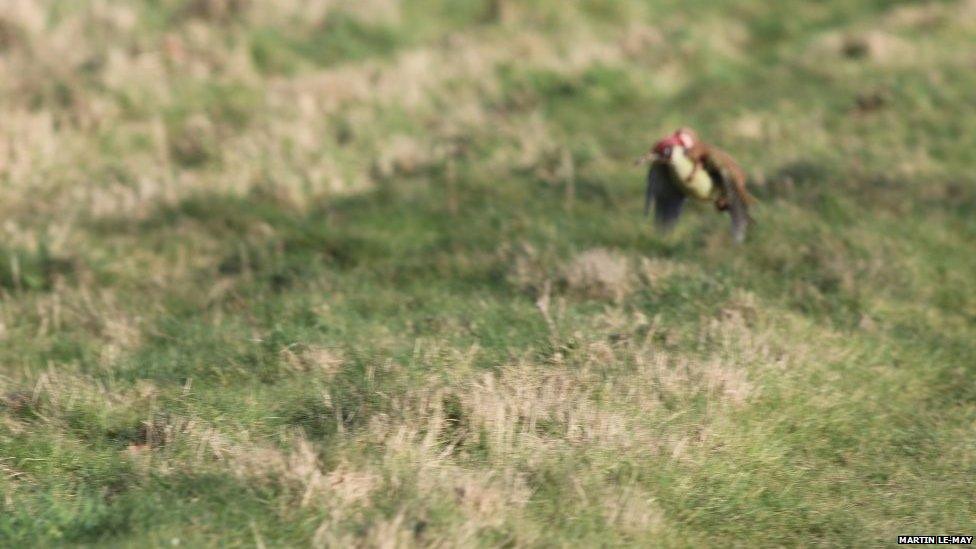 Woodpecker flying with weasel on back, Hornchurch Essex