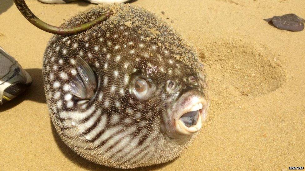 Picture of mass fish death in Singapore