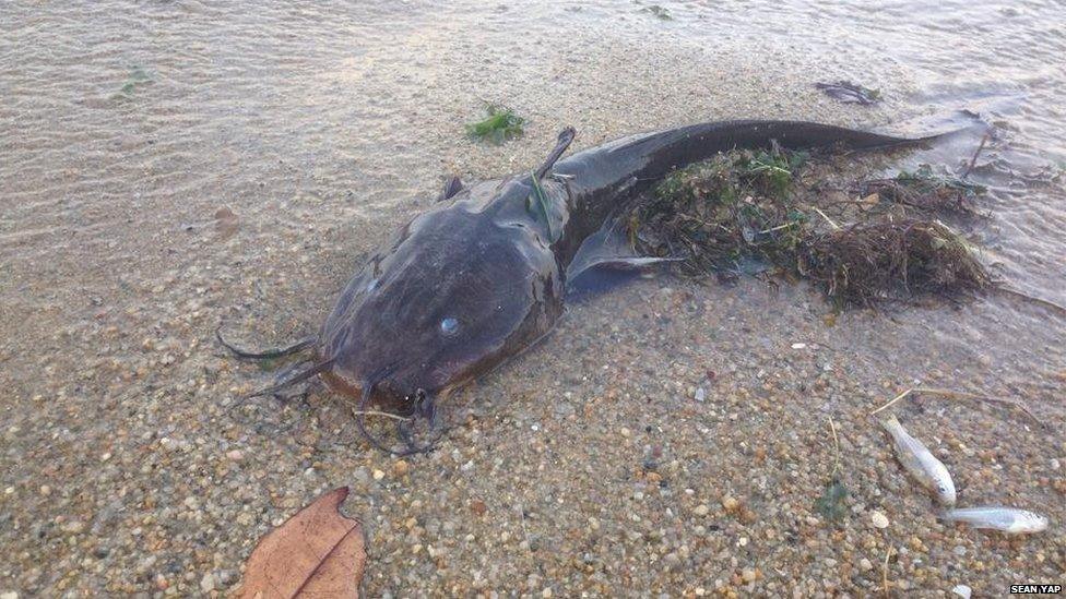 Picture of mass fish death in Singapore