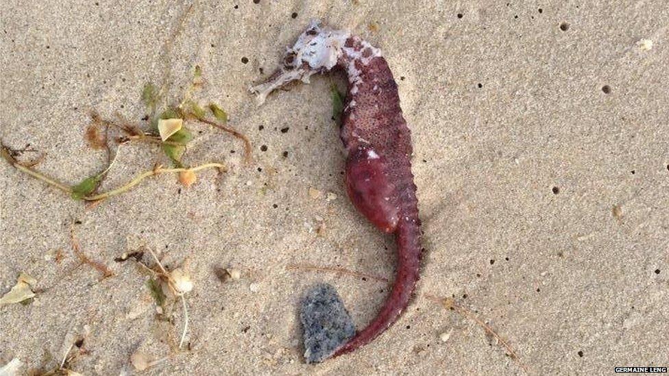 Picture of mass fish death in Singapore