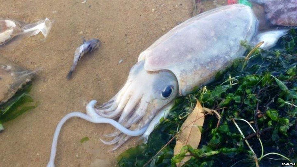 Picture of mass fish death in Singapore