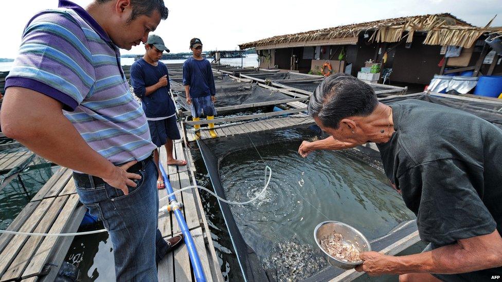 This photo taken on 26 March 2010 shows Singaporean property developer Eric Cheng (L) watching as a worker feeds the fish on his floating farm in Singapore.