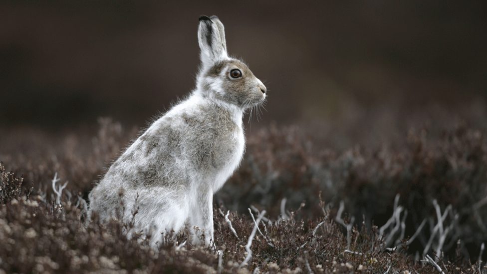 Mountain hare