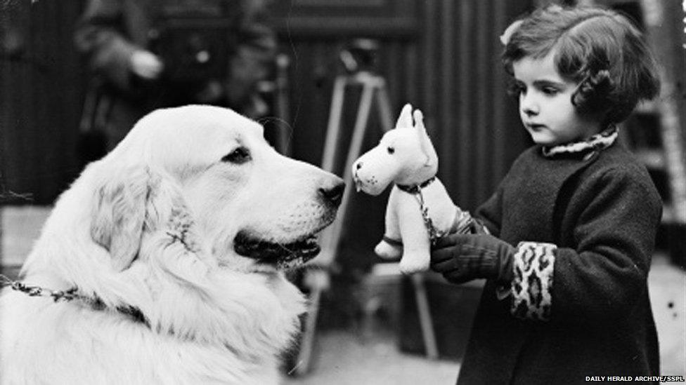 A little girl introduces her toy dog to a Pyrenean Mountain dog on the first day of Cruft's, 1937