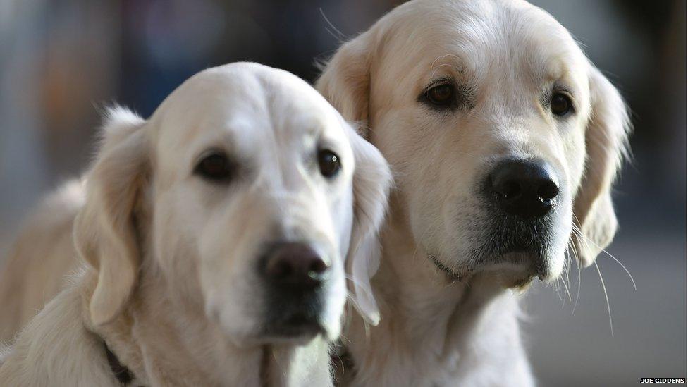 Golden retrievers