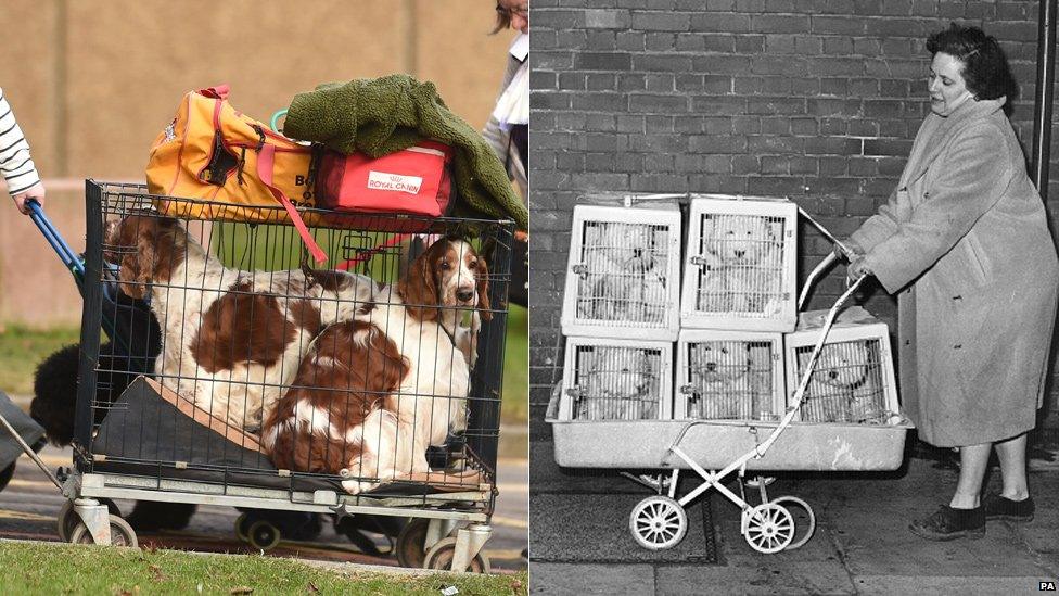 Dogs arriving in trolleys