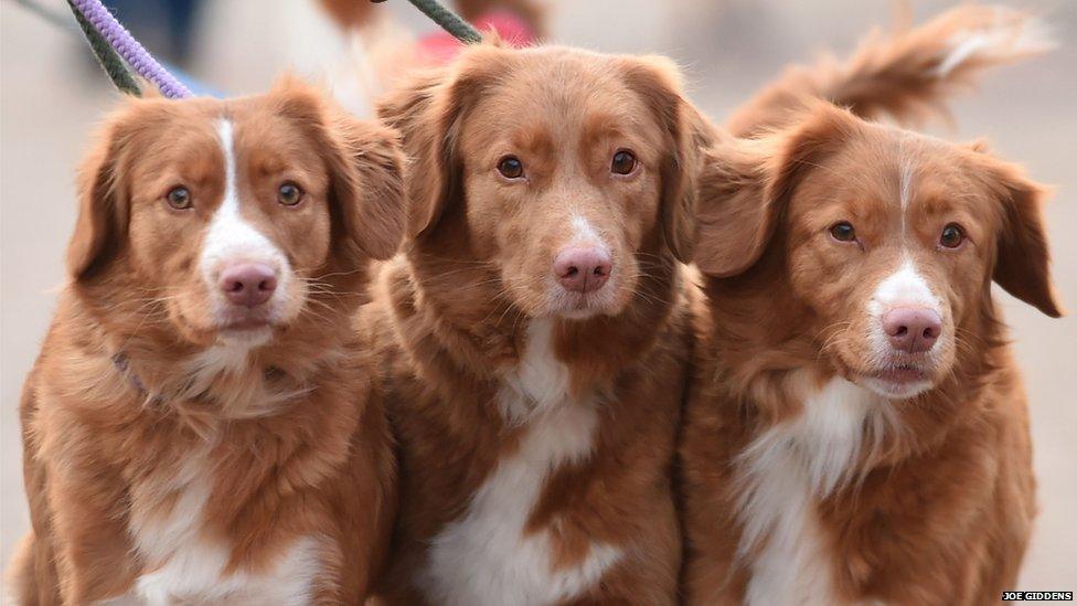 Dogs arrive for day one of Crufts 2015 at the NEC, Birmingham