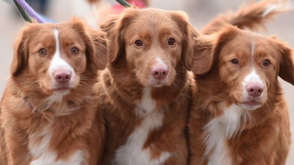 Dogs arrive for day one of Crufts 2015 at the NEC, Birmingham