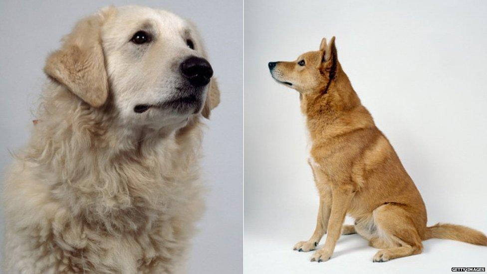 Hungarian Kuvaz and Canaan Dog