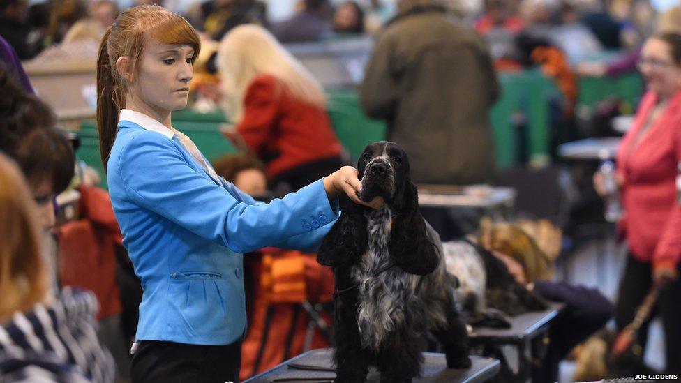 Dog being brushed