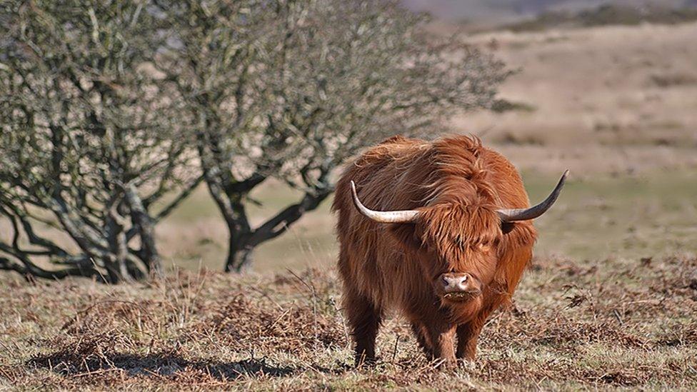 Highland cattle on Fairwood Common, Gower, as seen by Wayne Jones