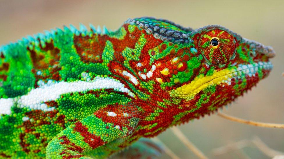 A panther chameleon