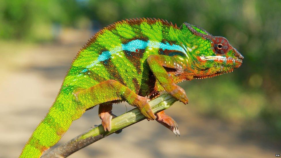 A panther chameleon