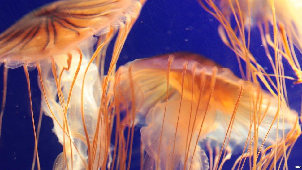 Black Star Northern Sea Nettle jellyfish at the Horniman Museum, London