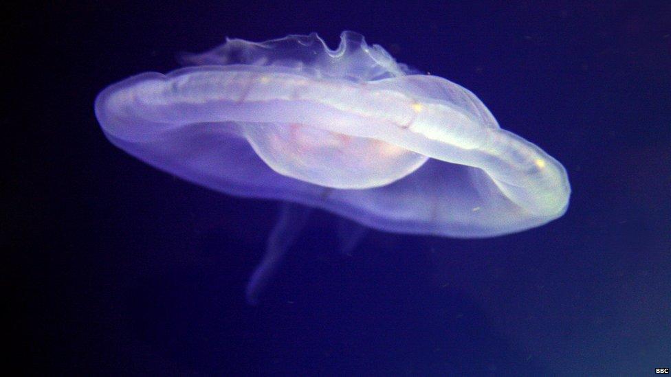 A moon jellyfish at the Horniman Museum, London