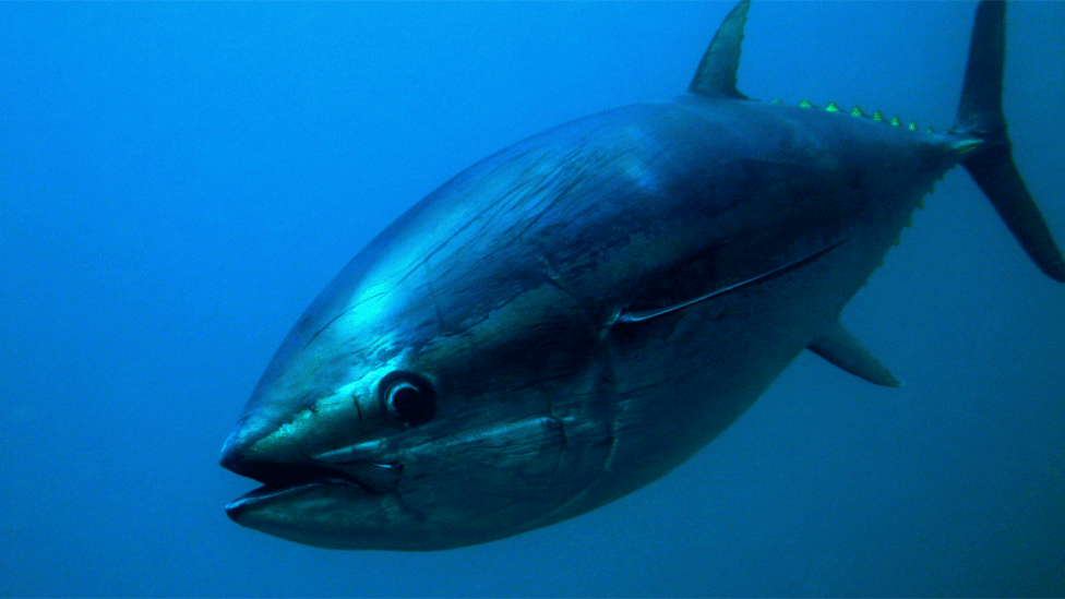 Bluefin tuna