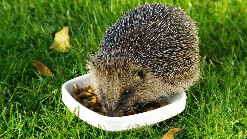 A hedgehog eating from a dish