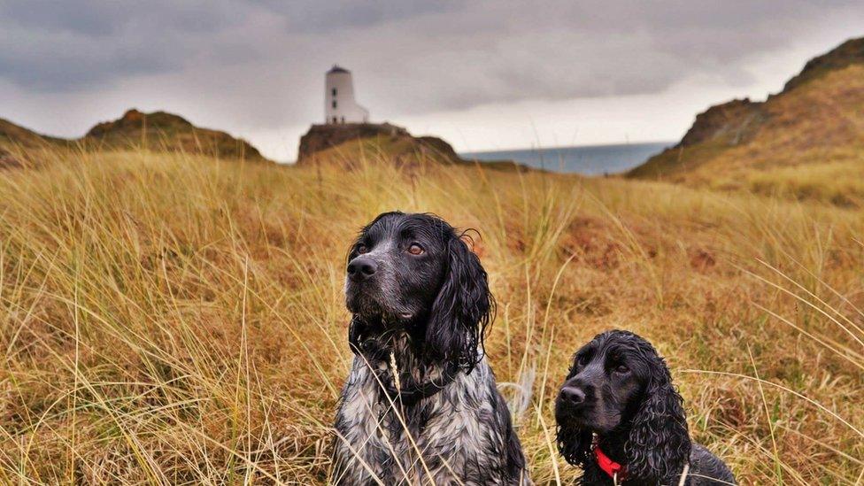 These attentive dogs at Newborough Beach on Anglesey were captured by Katie Ellis from Old Colwyn