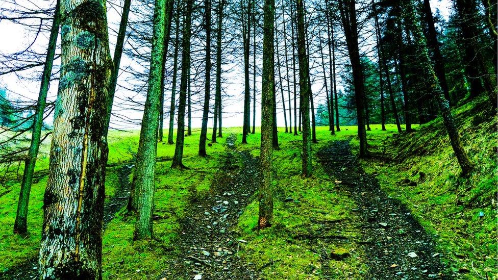 James Flood of Port Talbot took this shot of forestry at Goytre