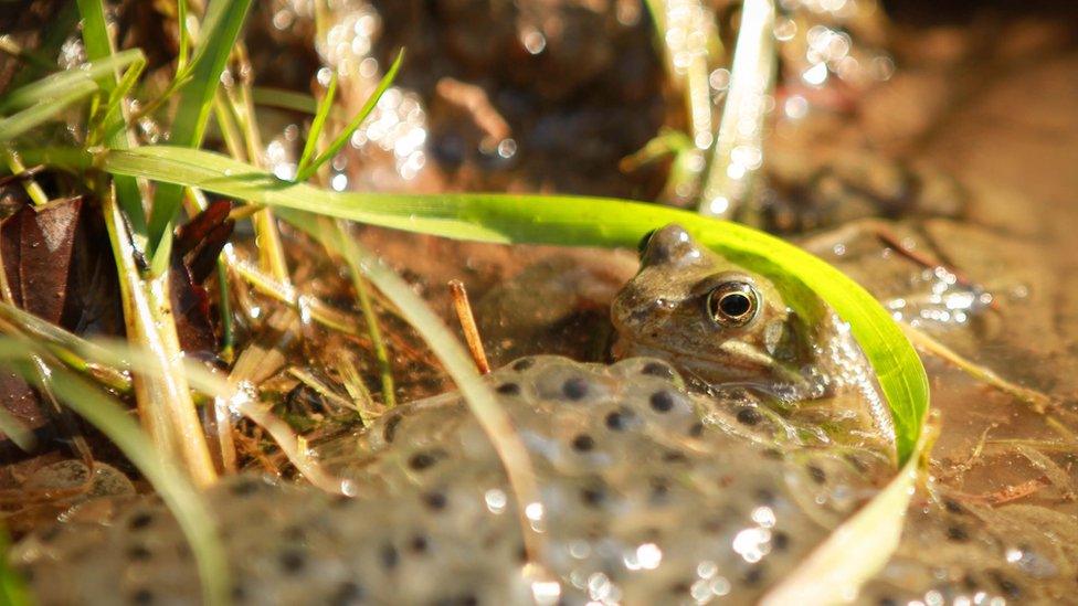 Andrew McLean of Cardiff took this shot of a frog in a puddle during a family walk in the Forest of Dean