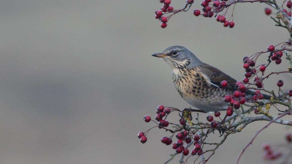 Steven Nelmes took this shot of a Fieldfare