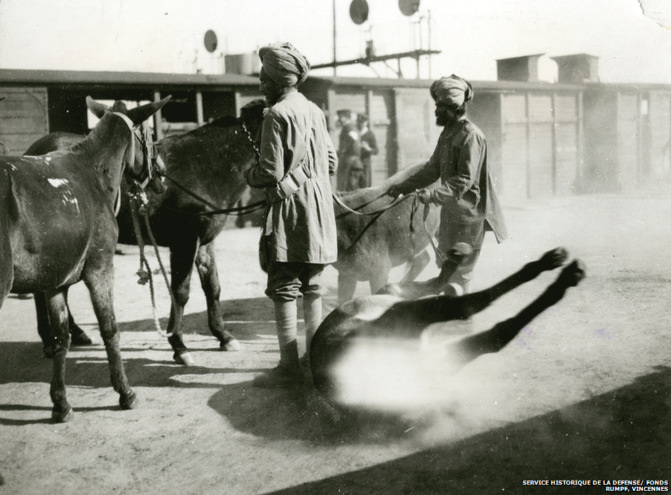 Mules have a dustbath