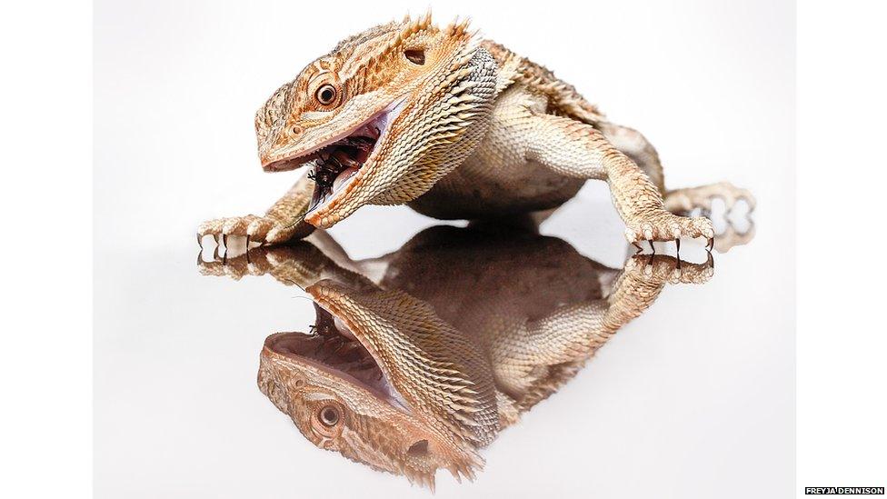 Chinese water dragon